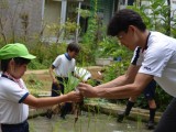 ５年　学びの森の田んぼでの田植え