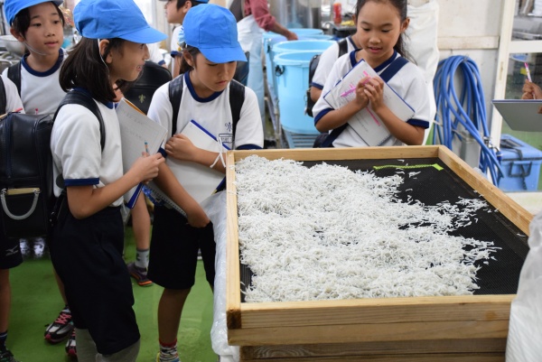 湘南学園小学校 » Blog Archive » 3年生 しらす直売所「堀川網」さん見学