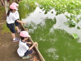 1年生 蓮池でザリガニ釣り