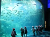 2015年度　１年生秋の遠足　新江ノ島水族館