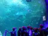 1年生校外学習＠新江ノ島水族館