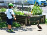 １年生　蓮池　生きもの探し