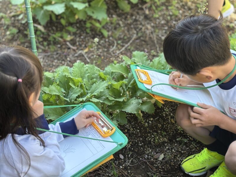 ２年生　かぶのスケッチ