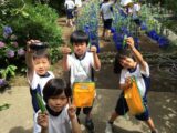 ２年　野菜の収穫