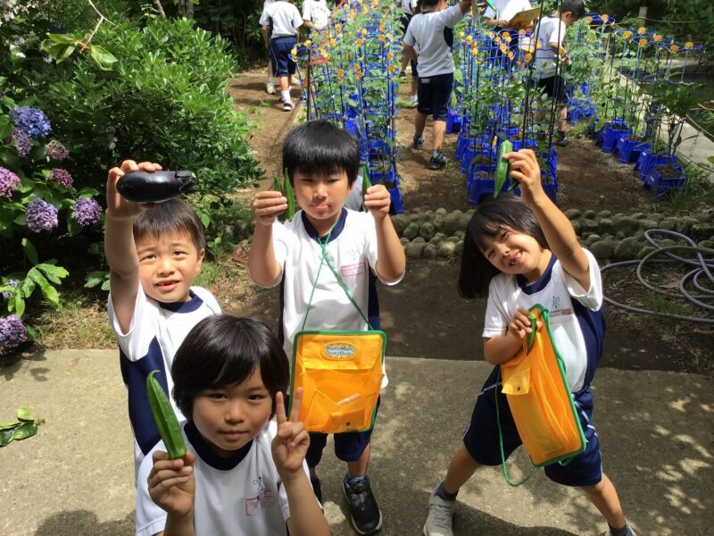 ２年　野菜の収穫