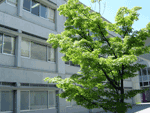 第41回 湘南学園中高・6月の予定から 第41回 湘南学園中高・6月の予定から