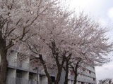 第214回  桜の花に見守られて、中学校入学式を実施！