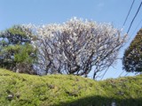 第630回 湘南学園中高・３月の予定から