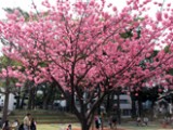 第643回 学年別時差登校の重要な一日