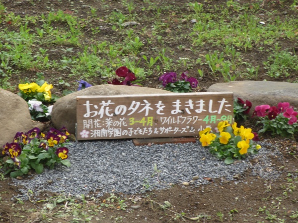 校長通信 第1229回 心和む ワイルド フラワー ガーデン 湘南学園中学校高等学校