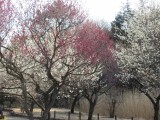 第1270回　梅のお花見がお勧めの季節！
