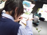 中学２年 理科「植物の花の観察」