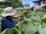 少し早めに花柄を収穫