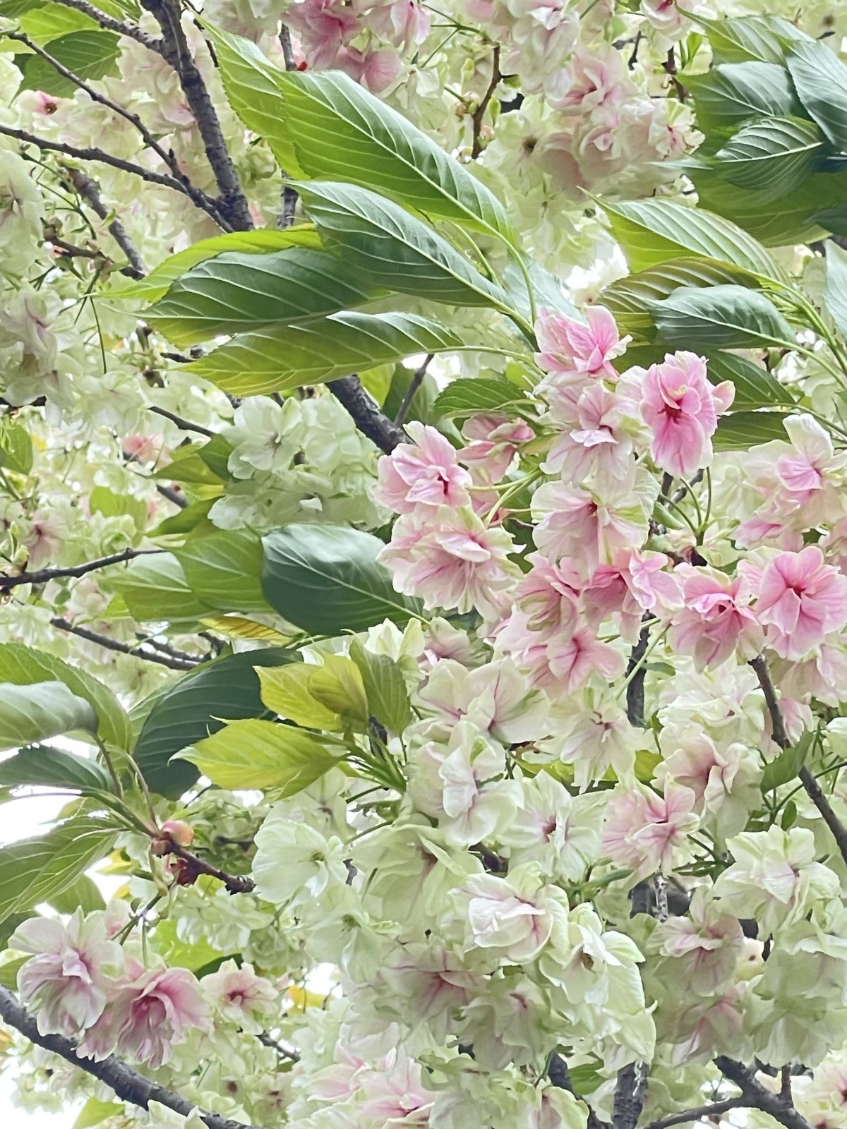 学びBLOG » 入学式 湘南学園中学校高等学校