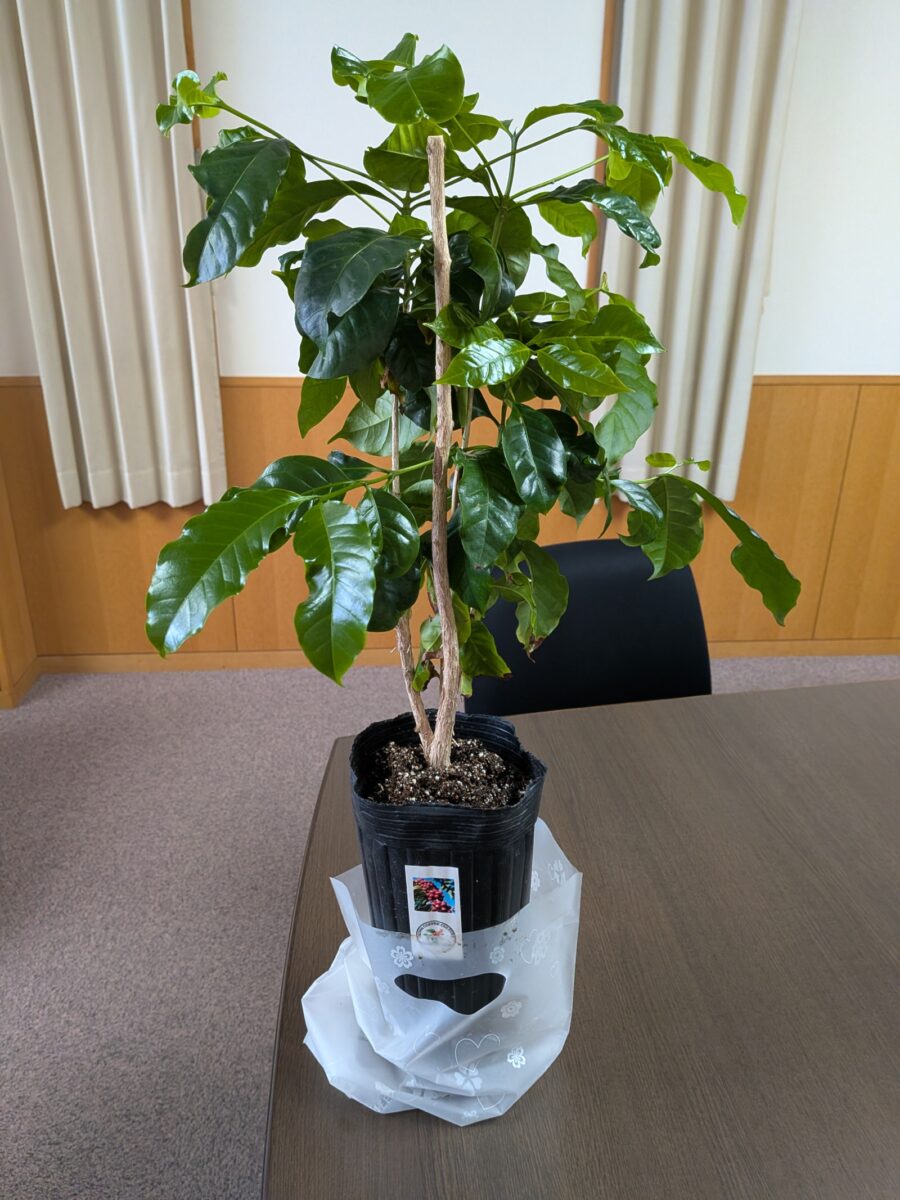 学校内でコーヒーの木を栽培し、「湘南学園ブランド」のコーヒーを飲もう！！