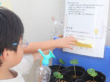 コーヒーの苗、小学校へ！！