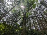「先生のための木と森と水の講習会 in 小田原」に参加しました！！