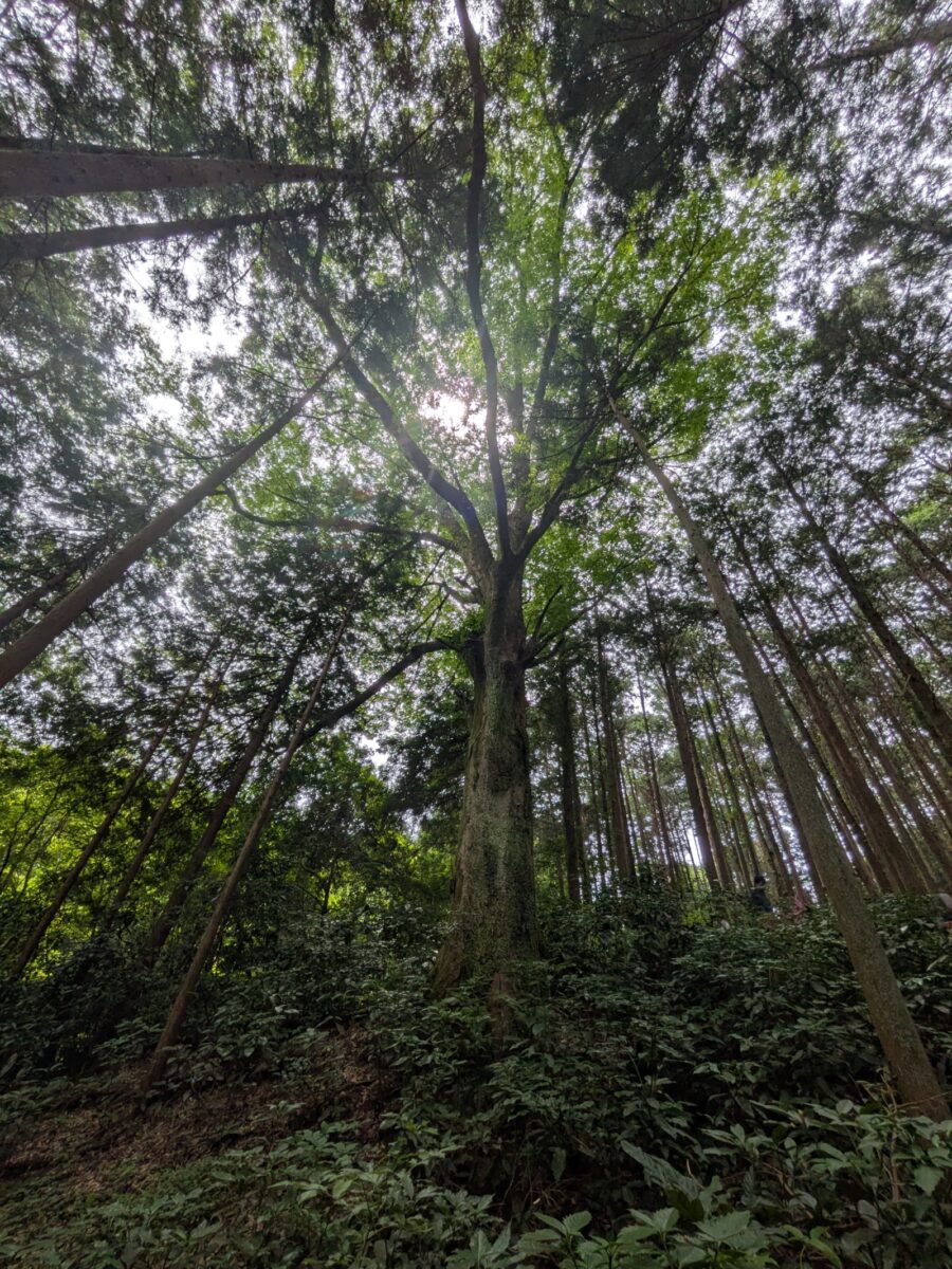 「先生のための木と森と水の講習会 in 小田原」に参加しました！！