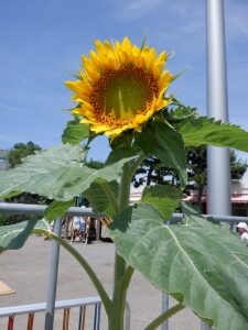 7月の幼稚園
