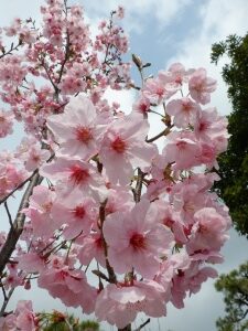 3月の幼稚園
