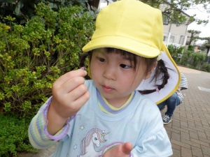 ダンゴムシ探し