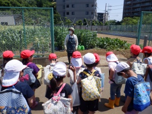さくらぐみ　さつまいも苗植え・新林公園