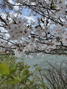 ４月の幼稚園