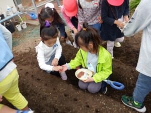 年長組　冬野菜　畑づくり