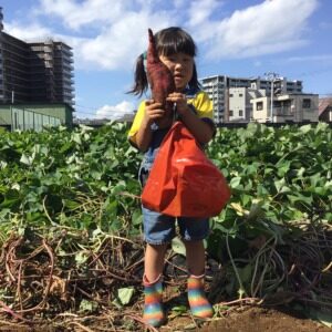 年少組　芋掘り