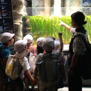 年長組　秋の遠足　新江の島水族館