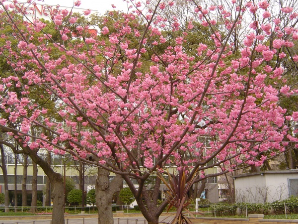 第２回　毎日の通学　朝早めに・自分で起きること　