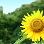 第21回 幼小中高とPTAをつなぐ ひまわりプロジェクト 第21回 幼小中高とPTAをつなぐ ひまわりプロジェクト