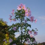 第61回 初冬に目をとめたい花や街路樹 第61回 初冬に目をとめたい花や街路樹