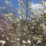 第81回 家族の歩みをたどる写真アルバム 第81回 家族の歩みをたどる写真アルバム