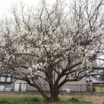 第161回 4年間に一度だけ訪れる日 第161回 4年間に一度だけ訪れる日