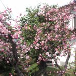 第167回 希望の広がる新年度を願って 第167回 希望の広がる新年度を願って