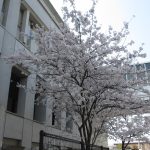 第168回 学園生活の再開を待ち望みながら 第168回 学園生活の再開を待ち望みながら