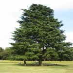 第190回 「コロナ後の世界」を考える本 第190回 「コロナ後の世界」を考える本