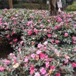 第197回 晩秋から初冬の時期の楽しみ 第197回 晩秋から初冬の時期の楽しみ