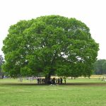 第200回 2021年の開始へ向けての願い 第200回 2021年の開始へ向けての願い