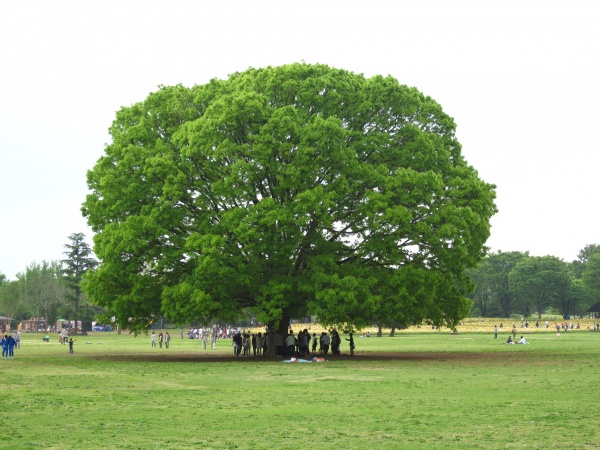 第200回　2021年の開始へ向けての願い