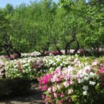 第212回 湘南学園・通学路に恵まれた環境 第212回 湘南学園・通学路に恵まれた環境