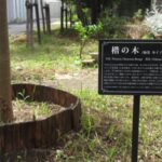 第221回 80周年記念館前~「楷の木」の物語 第221回 80周年記念館前~「楷の木」の物語