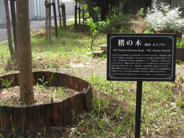 第221回 80周年記念館前~「楷の木」の物語 第221回 80周年記念館前~「楷の木」の物語