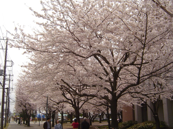 桜の花のこころ